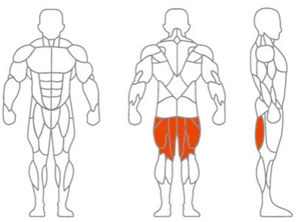 العضلات المستهدفة الرئيسية: العضلة الأليوية، عضلة المؤخرة