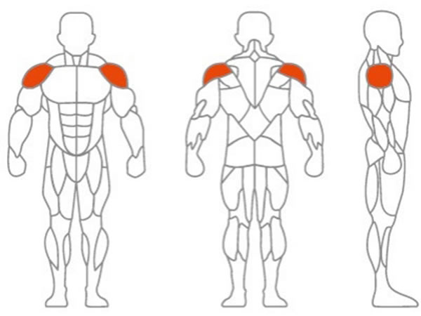 العضلات المستهدفة الرئيسية: عضلة الكتف
