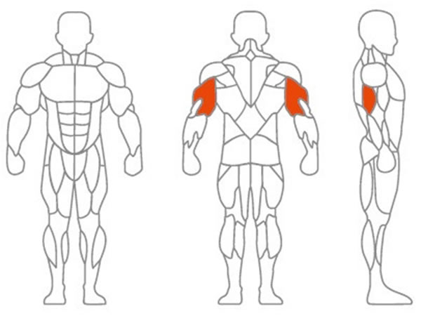 العضلات المستهدفة الرئيسية: عضلات الذراع