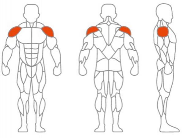 العضلات المستهدفة الرئيسية: عضلة الأكتاف
