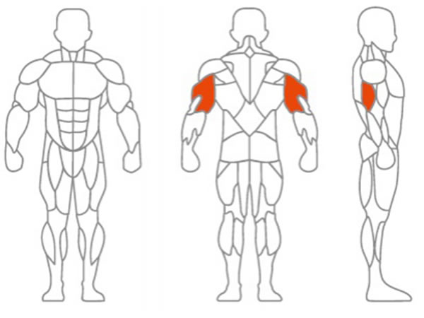 العضلات المستهدفة الرئيسية: عضلات الذراع