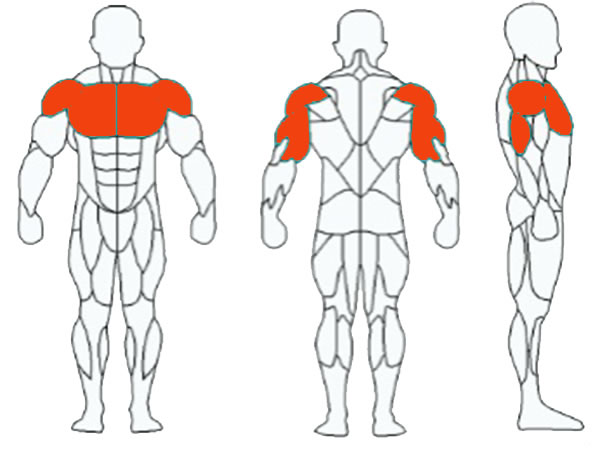 العضلات المستهدفة الرئيسية: عضلة الصدر، عضلة الذراع، عضلة الكتفين