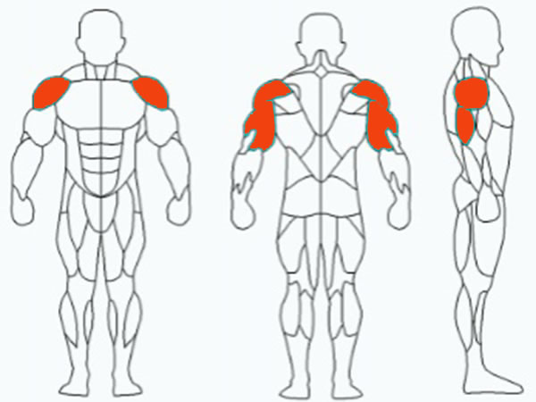 تعليمات للمستخدمين: عضلة الكتفين، عضلة الذراعين