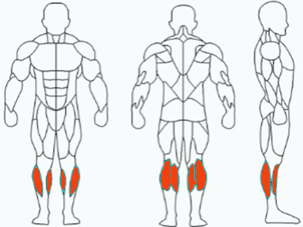 العضلات المستهدفة: عضلات الساق