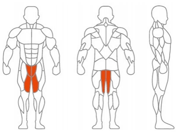 العضلات المستهدفة الرئيسية: الفخذ الداخلية، عضلة الورك